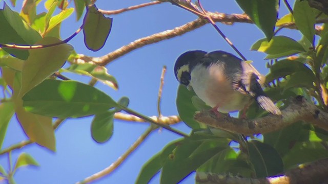 White-browed Shrike-Babbler (Dalatwürgervireo) - ML211667311