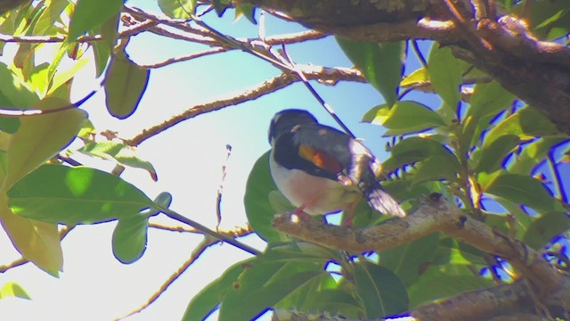 White-browed Shrike-Babbler (Dalatwürgervireo) - ML211668031