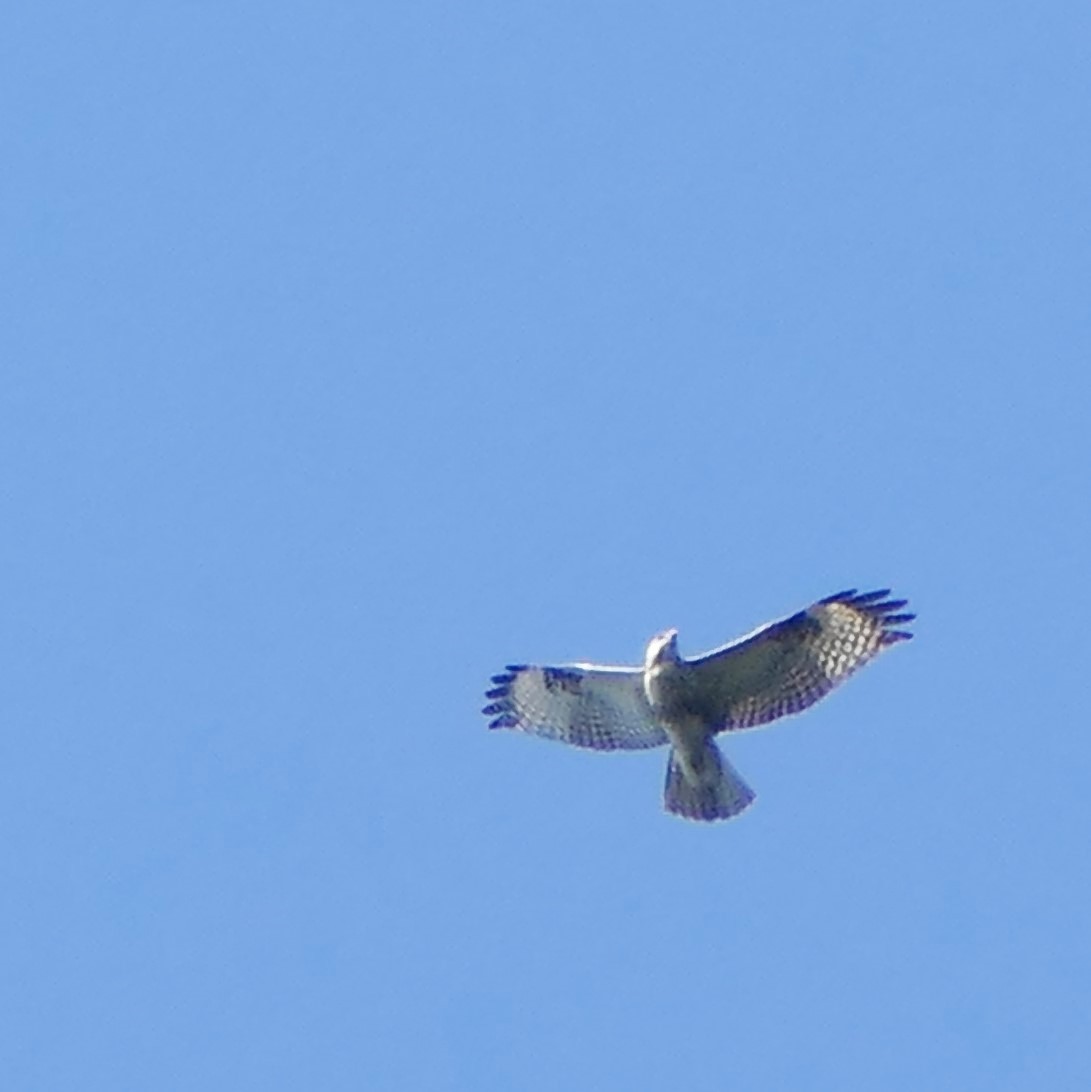 Eastern Buzzard - ML211668231