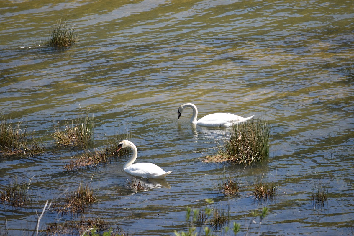 Mute Swan - Geoffrey Jensen