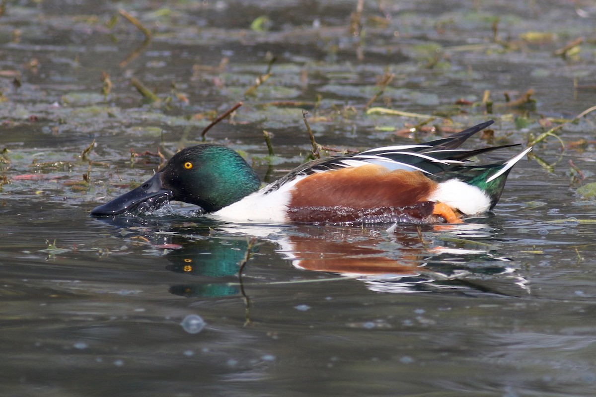 Northern Shoveler - Gil Ewing