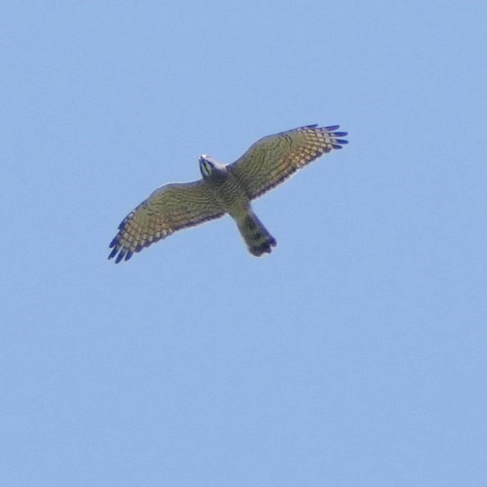 Gray-faced Buzzard - ML211668621