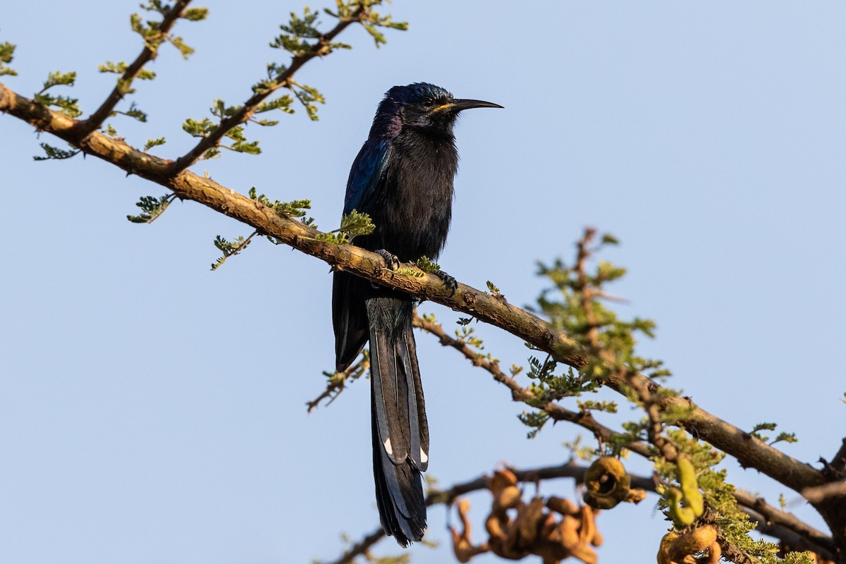 Black Scimitarbill - Stefan Hirsch