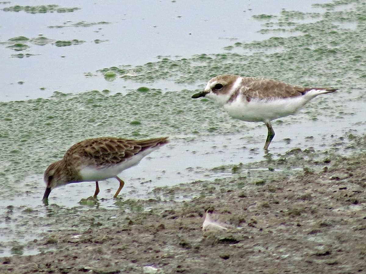 Snowy Plover - Steve Hosmer