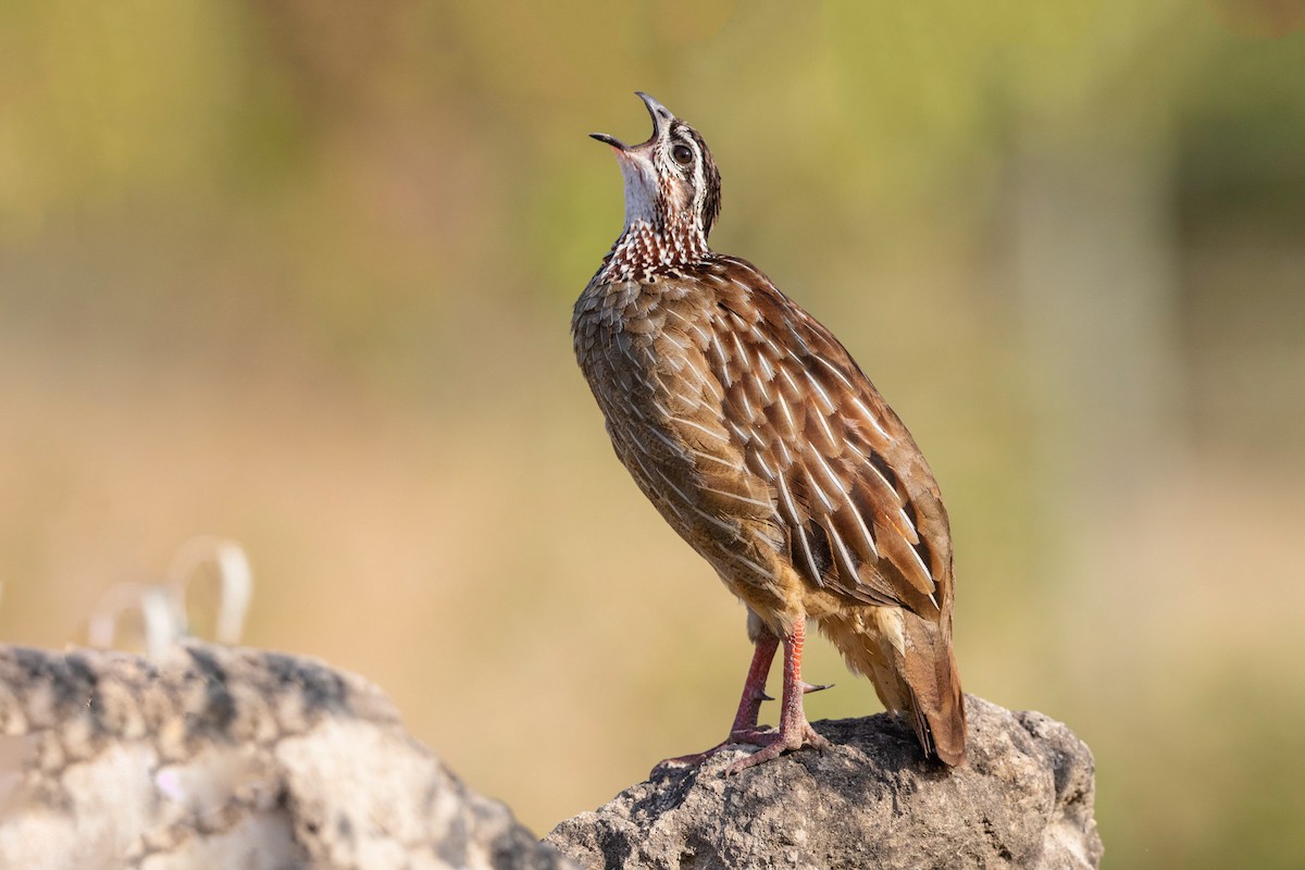 Crested Francolin - Stefan Hirsch