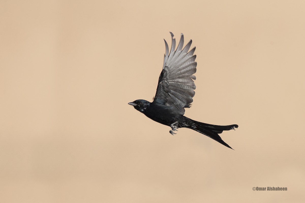 Black Drongo - Omar alshaheen