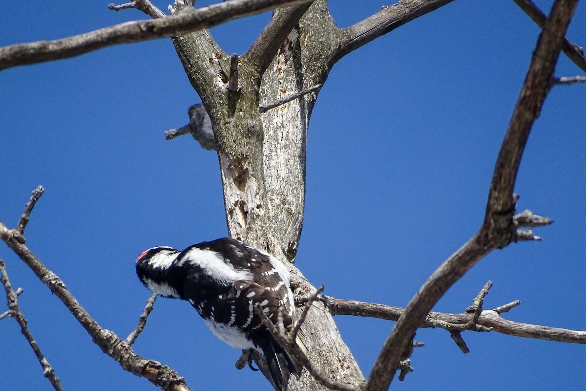 Hairy Woodpecker - ML211670421