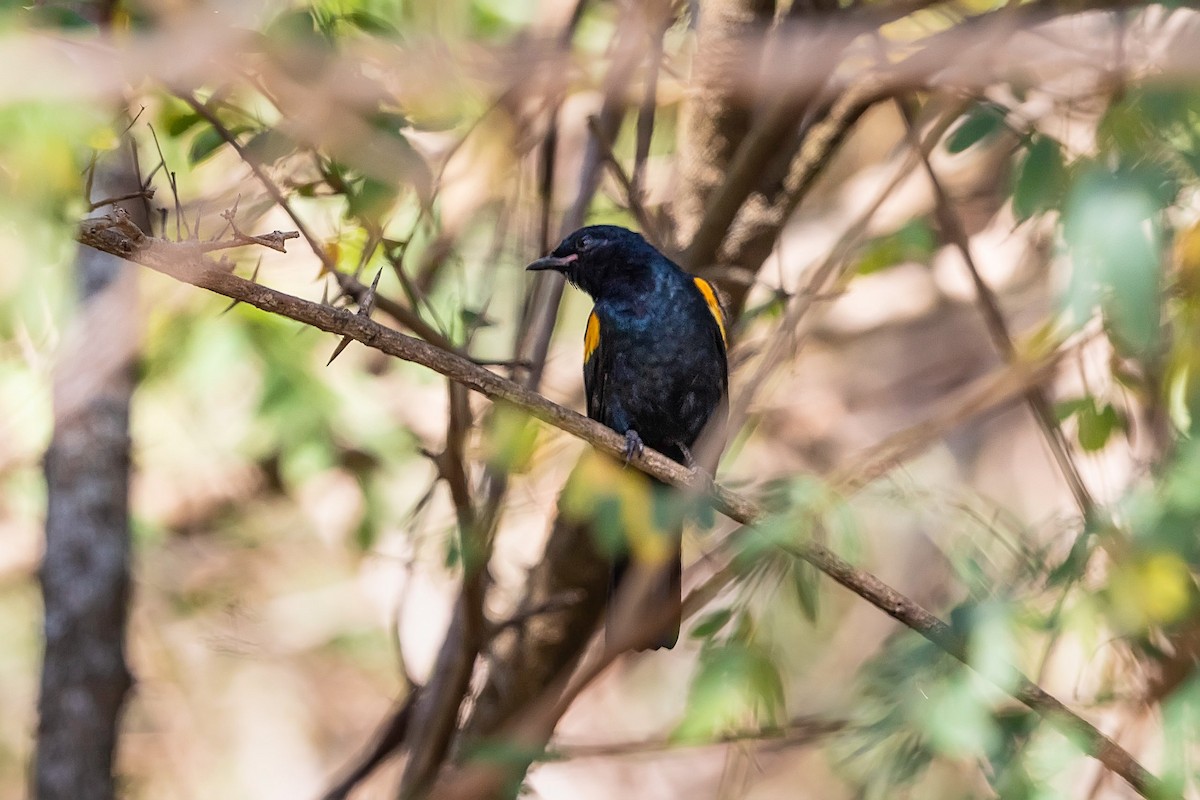 Red-shouldered Cuckooshrike - Stefan Hirsch