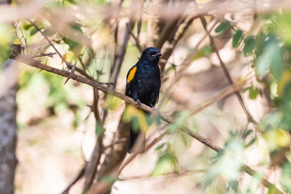 Red-shouldered Cuckooshrike - ML211671791