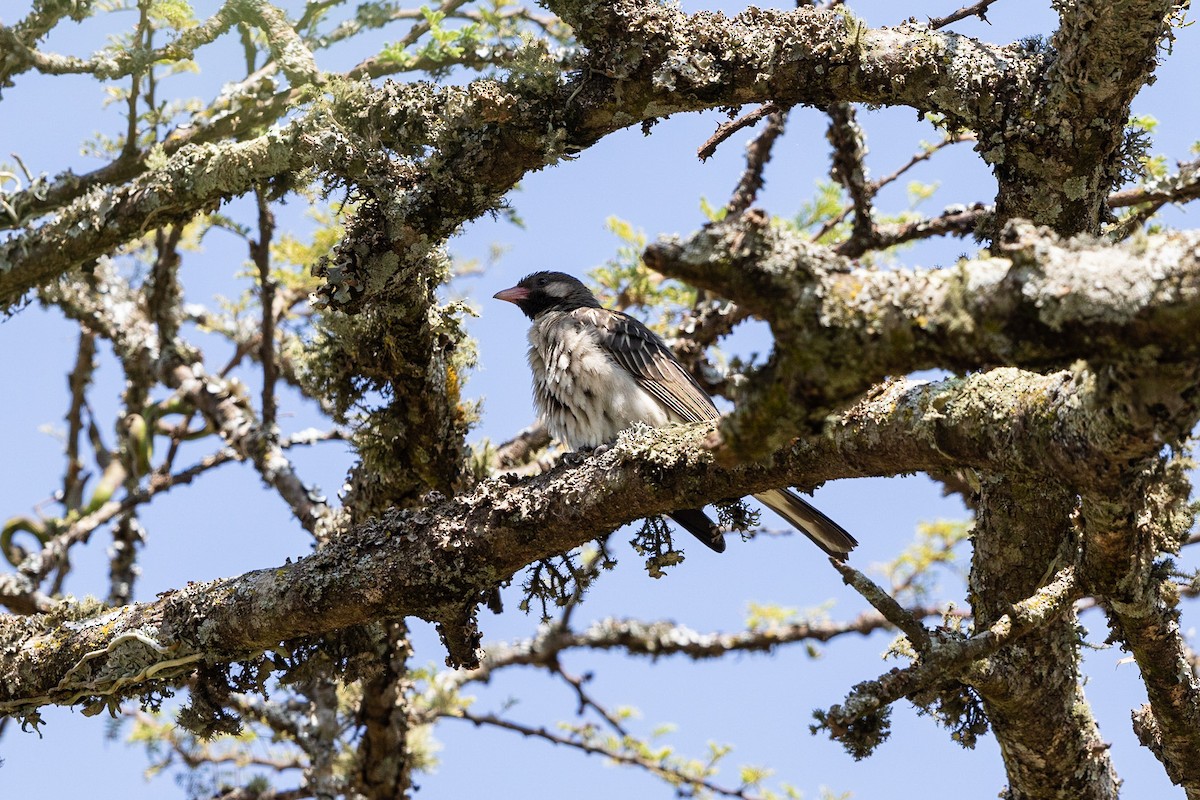 Greater Honeyguide - Stefan Hirsch