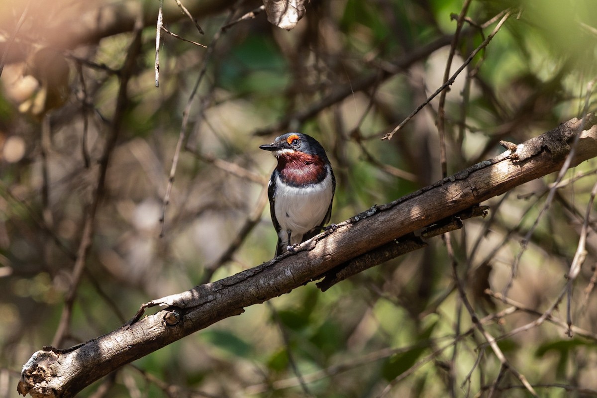 Brown-throated Wattle-eye - Stefan Hirsch