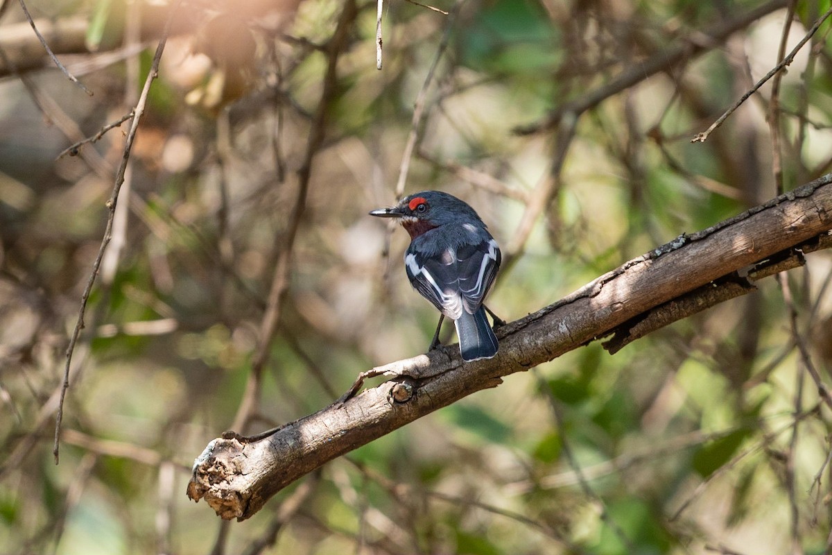 Brown-throated Wattle-eye - Stefan Hirsch