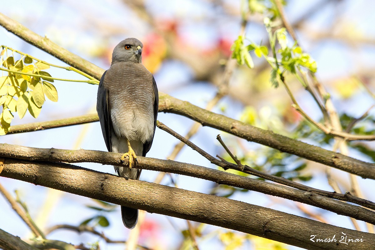 Shikra - Ramesh Shenai