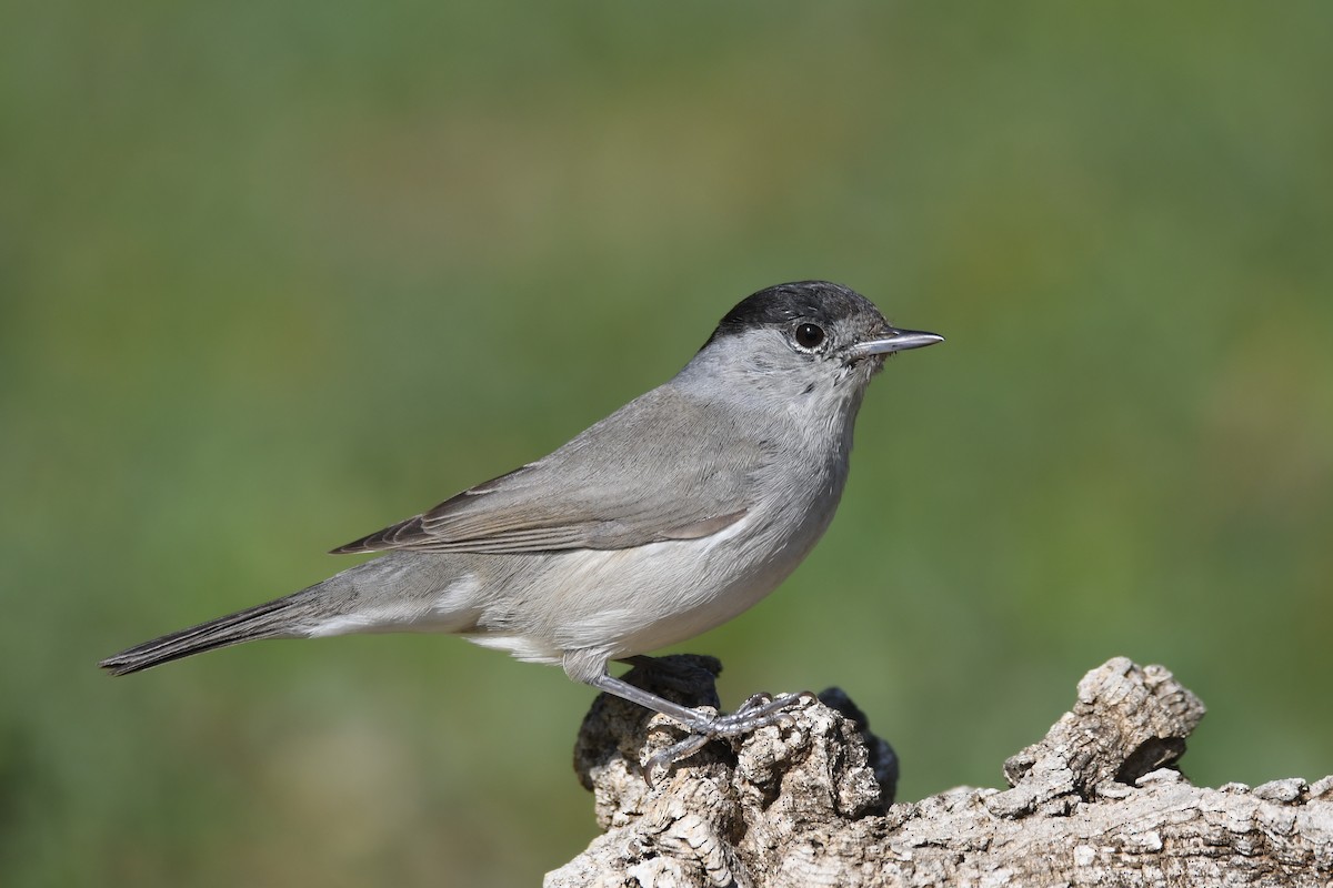 Eurasian Blackcap - Santiago Caballero Carrera