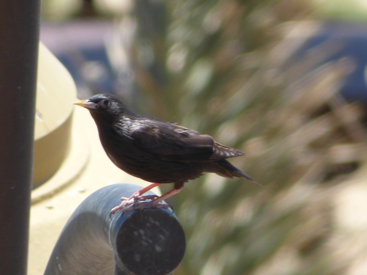 Spotless Starling - ML211673771