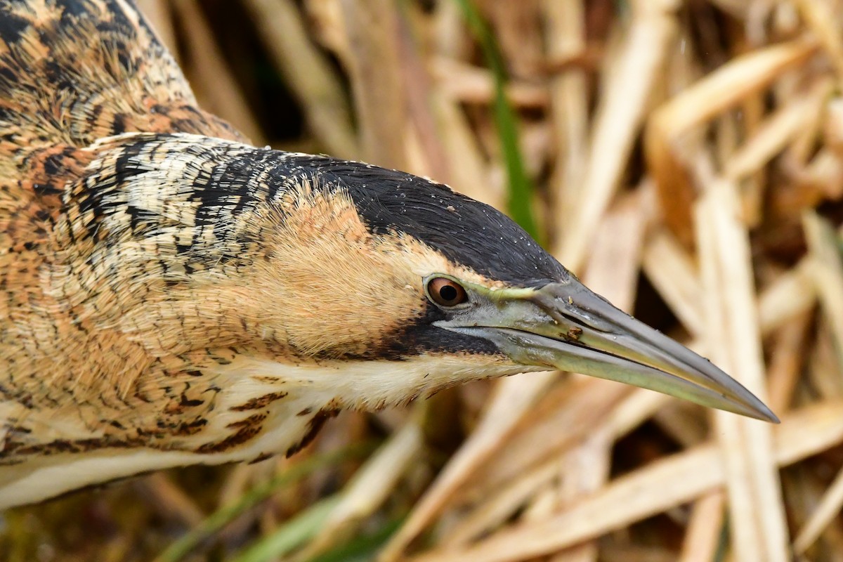Eurasian Bittern - Denis Neukomm