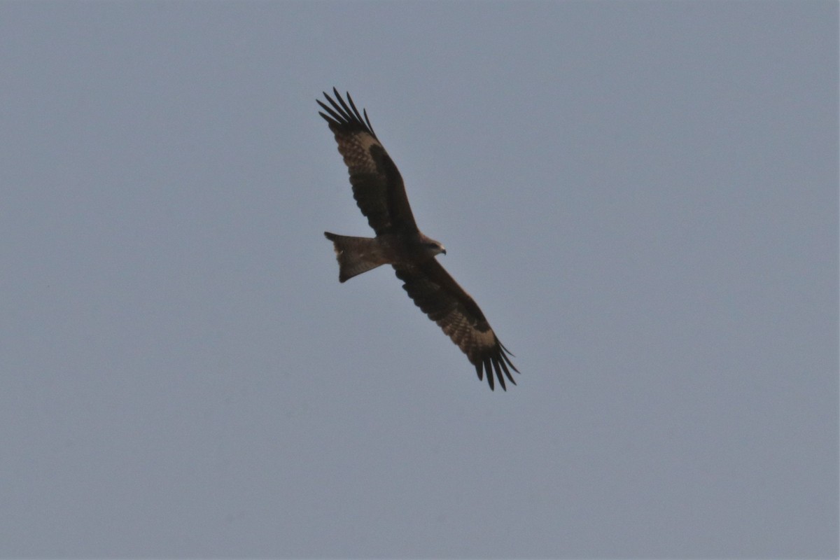 Black Kite - ML211674101