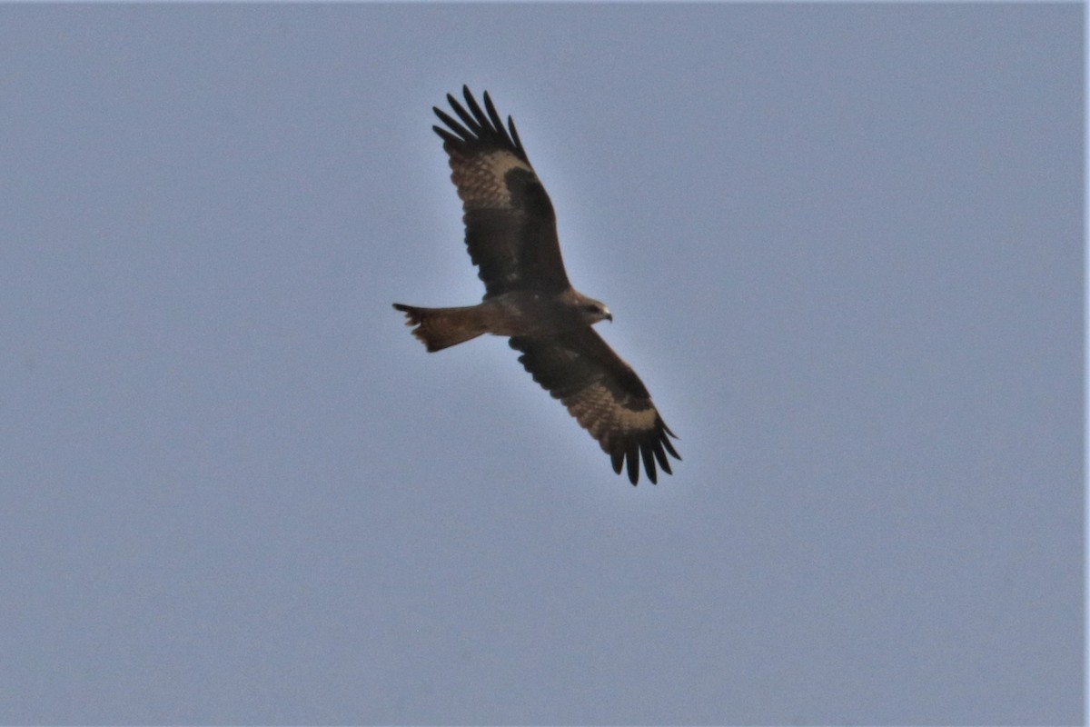 Black Kite - ML211674121