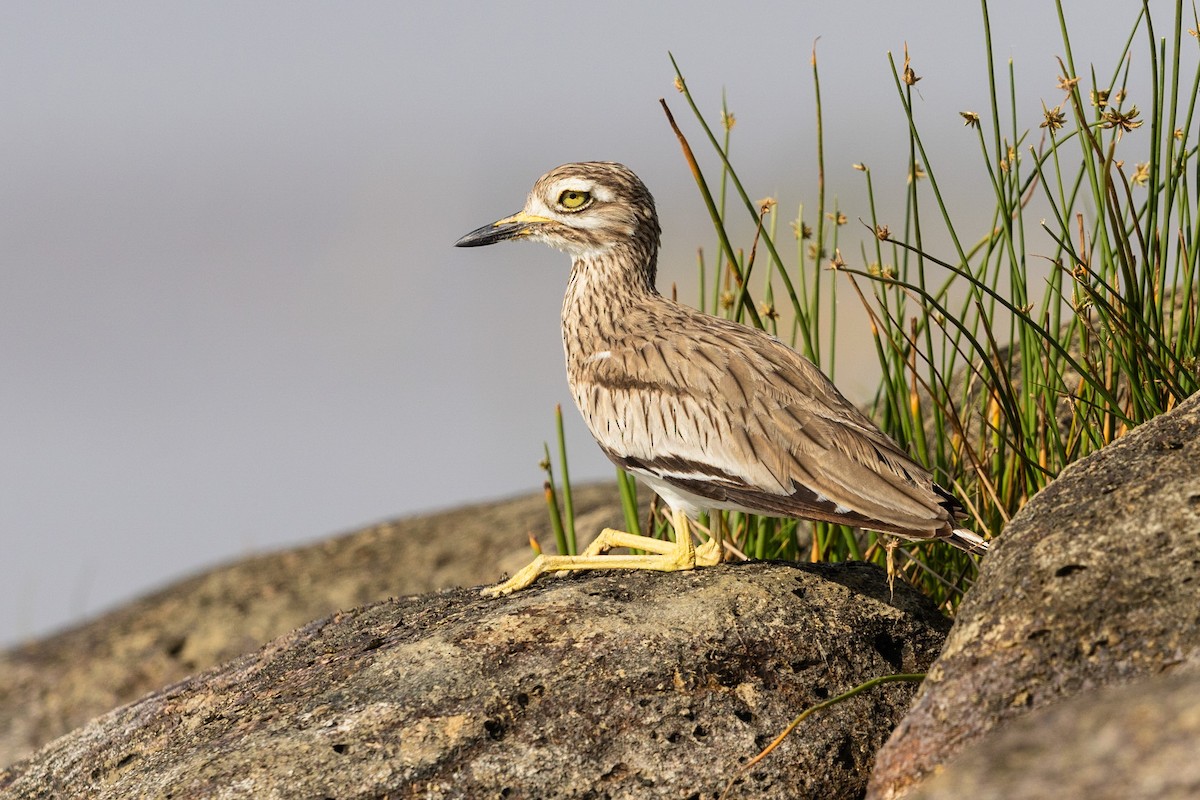 Senegal Thick-knee - ML211674651