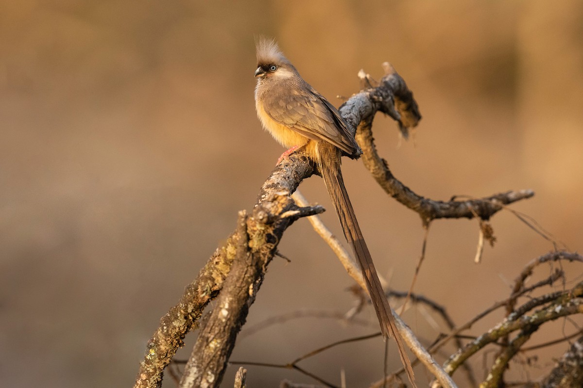 Speckled Mousebird - Stefan Hirsch