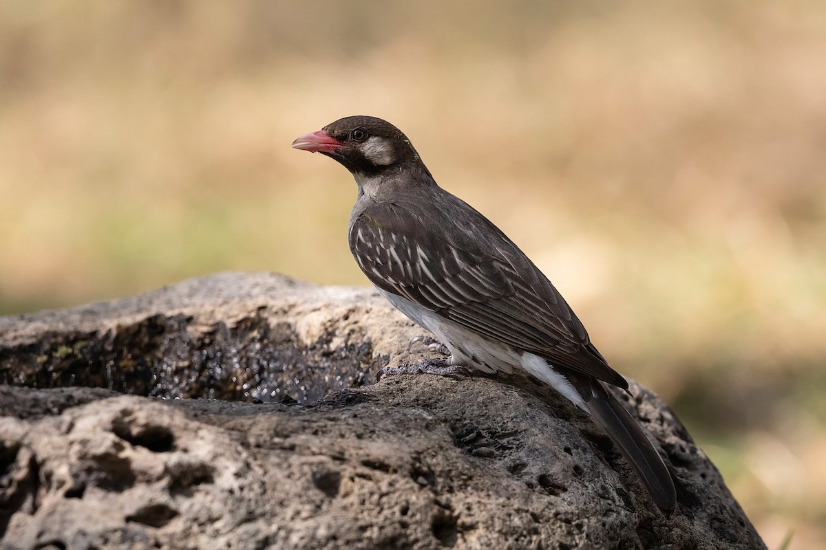Greater Honeyguide - Stefan Hirsch
