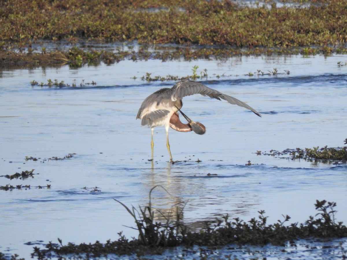 Tricolored Heron - ML211676221