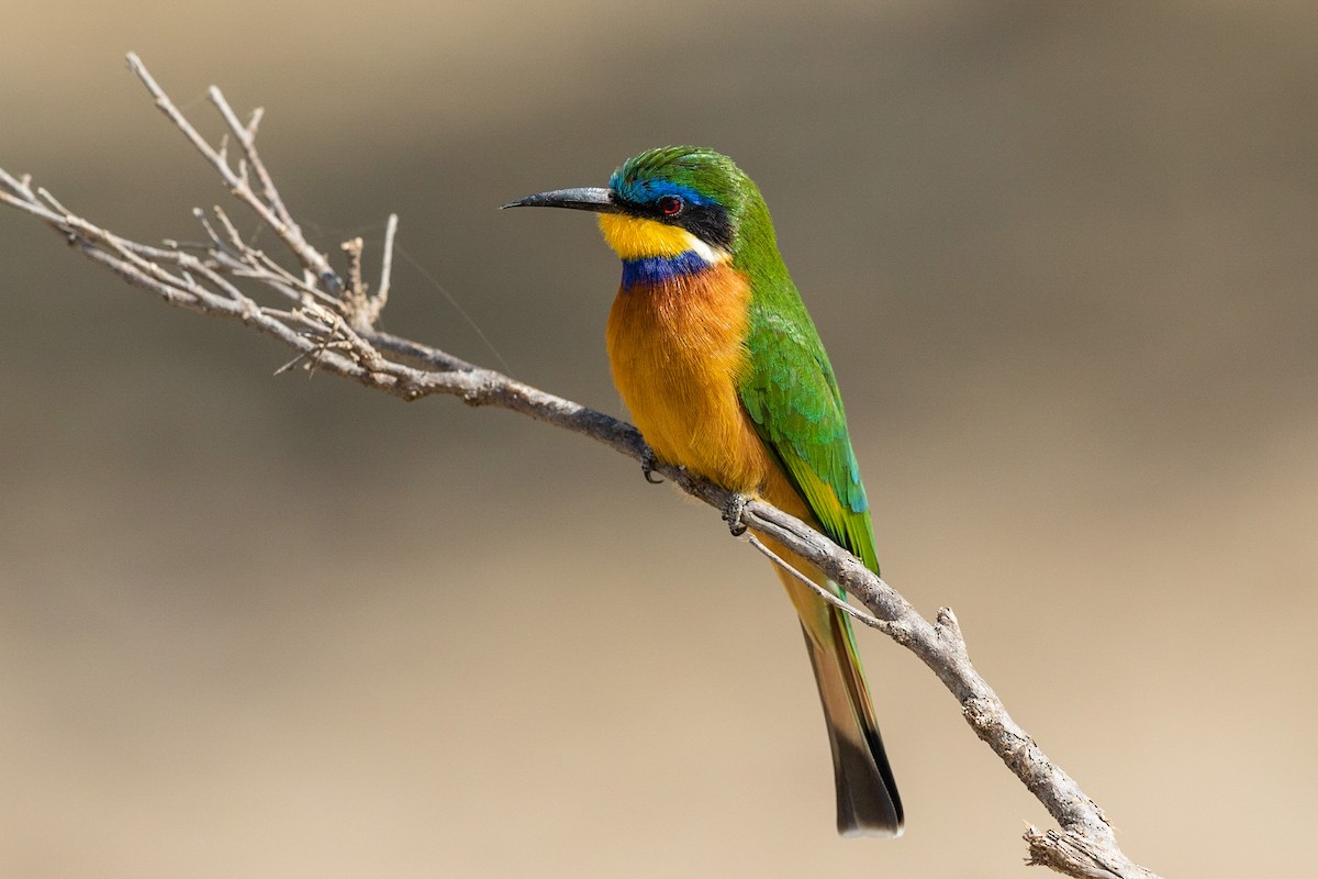 Ethiopian Bee-eater - Stefan Hirsch