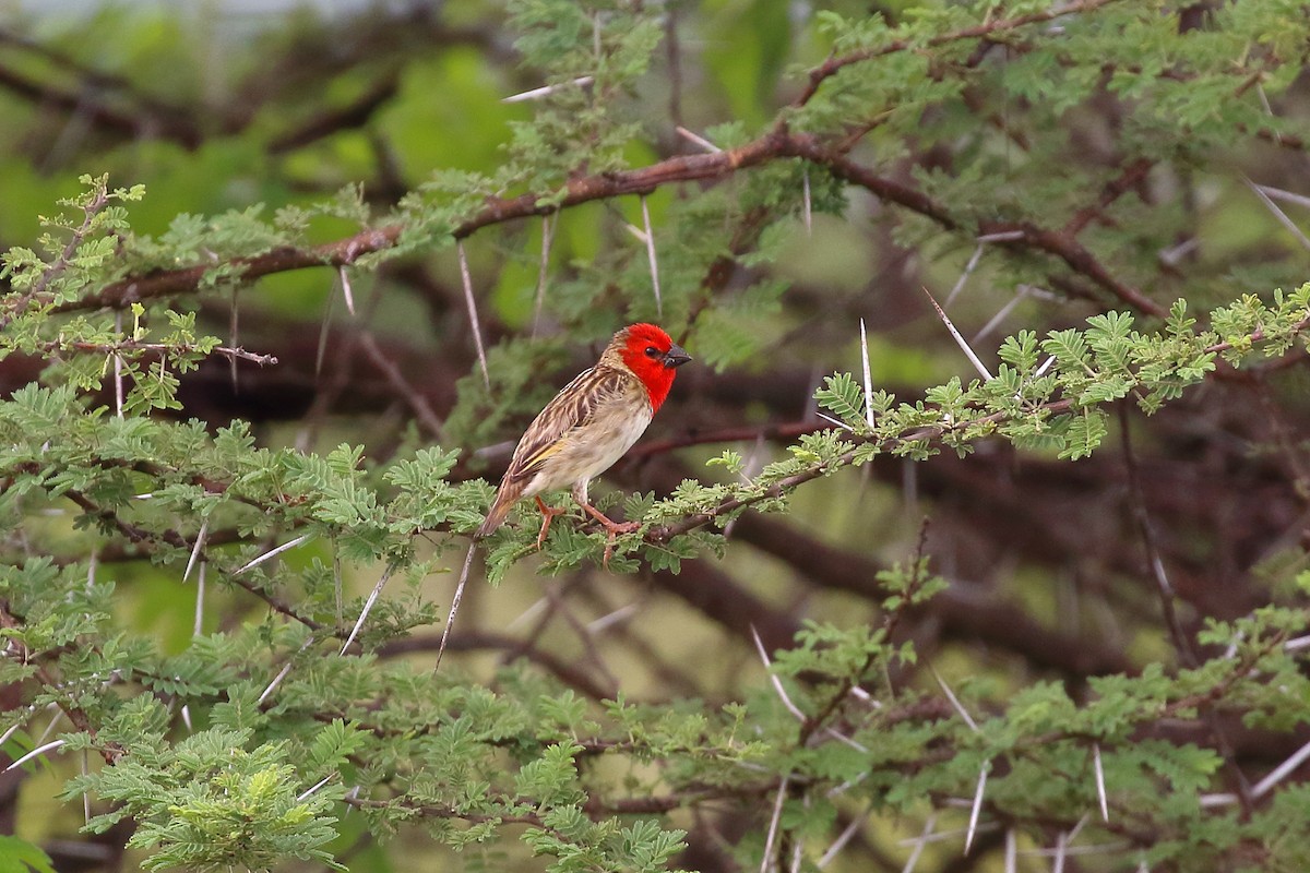 Cardinal Quelea - Michael Ortner