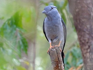 Male - Cuckoo-roller