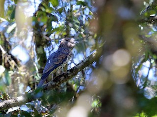 Female - Cuckoo-roller