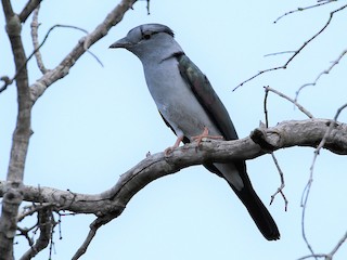 Male - Cuckoo-roller