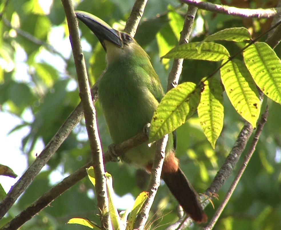 Northern Emerald-Toucanet (Wagler's) - ML211677641
