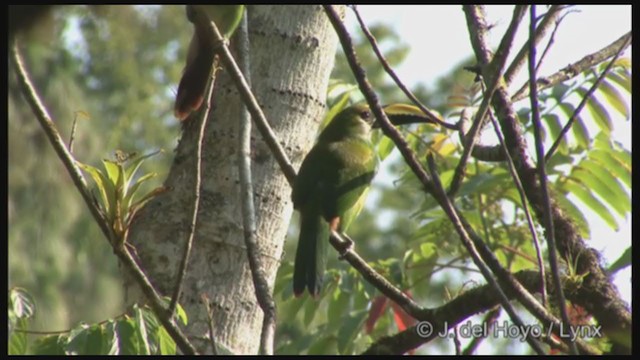 Northern Emerald-Toucanet (Wagler's) - ML211677691