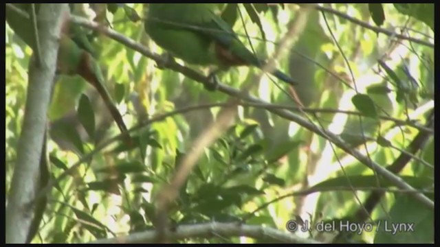 Northern Emerald-Toucanet (Wagler's) - ML211677711