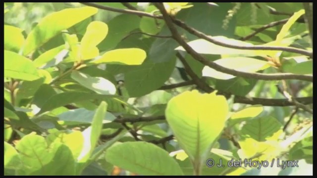 Blue-capped Hummingbird - ML211677731