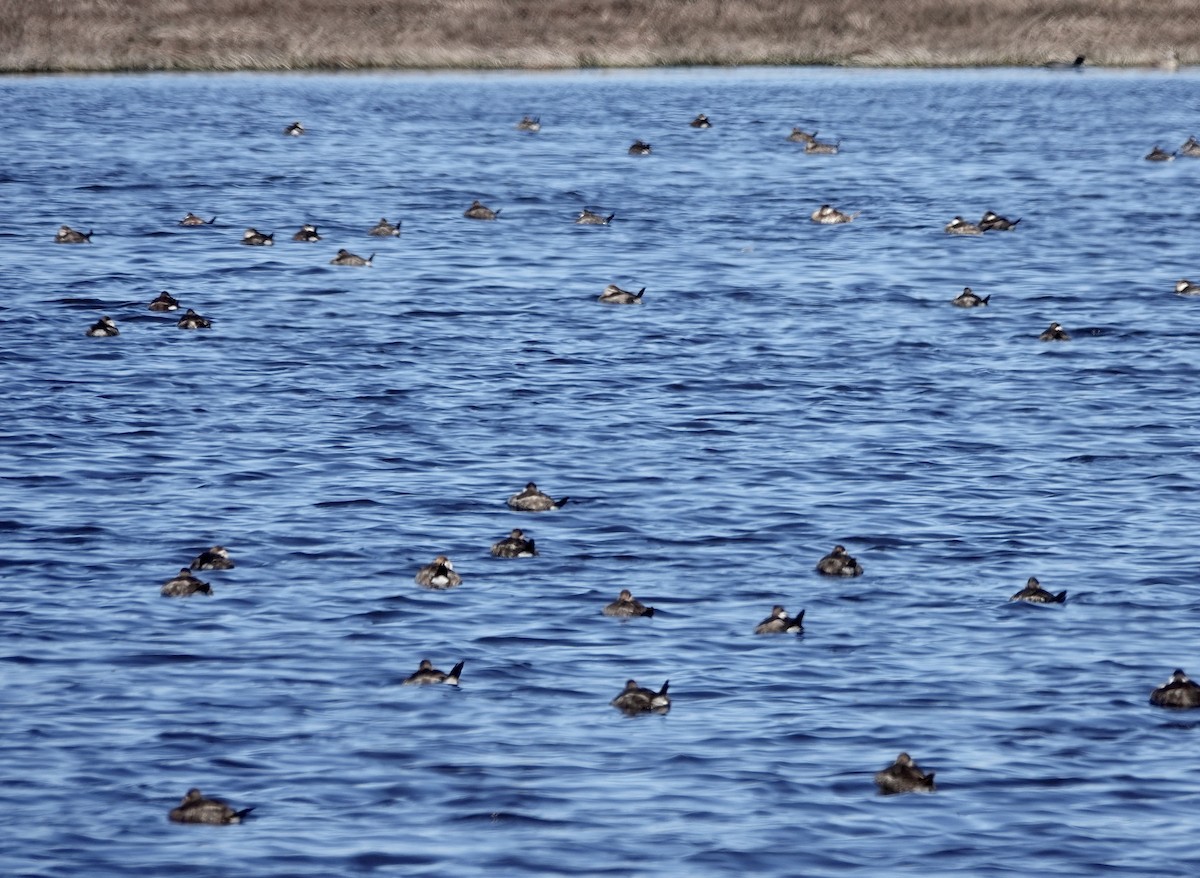 Ruddy Duck - ML211677791