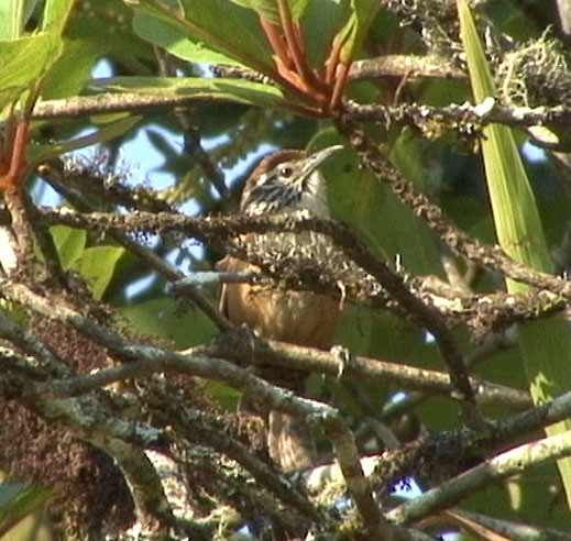 Happy Wren - ML211678171