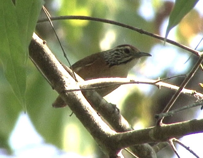 Happy Wren - ML211678181