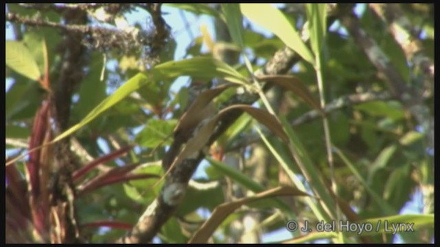 Happy Wren - ML211678201