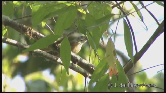 Cucarachero Feliz - ML211678211