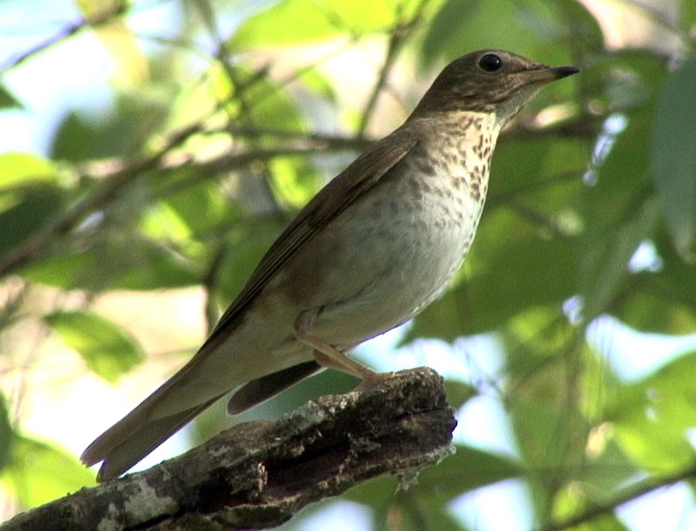 Swainson's Thrush (Olive-backed) - ML211678311