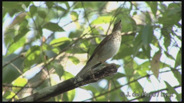 Swainson's Thrush (Olive-backed) - ML211678321