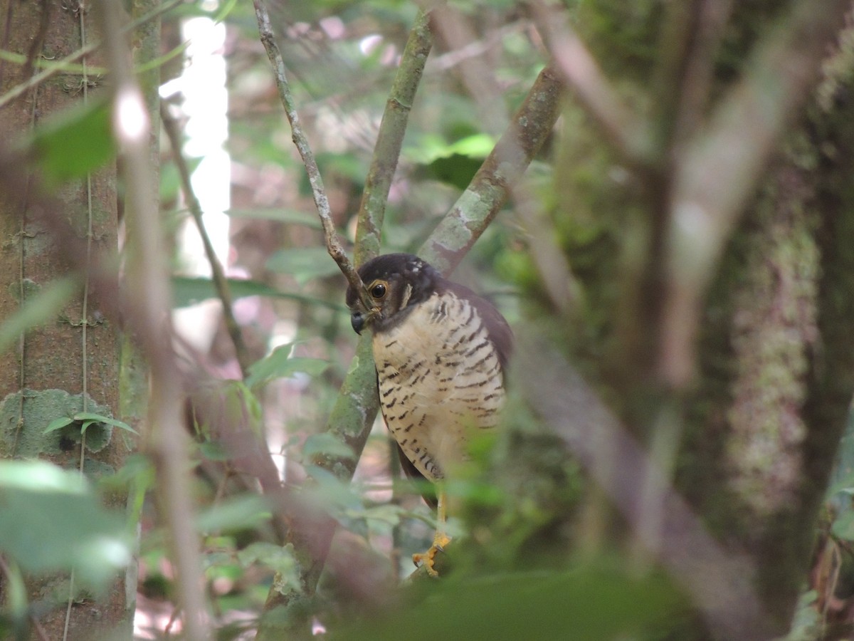 Barred Forest-Falcon - jose  garcia