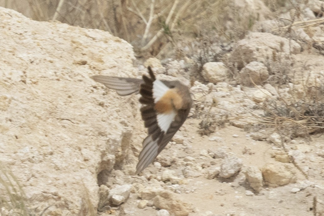 Kurdish Wheatear - ML211678401