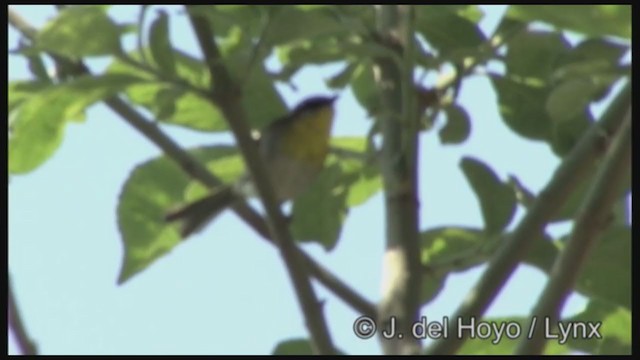 Rufous-capped Warbler (rufifrons Group) - ML211678751