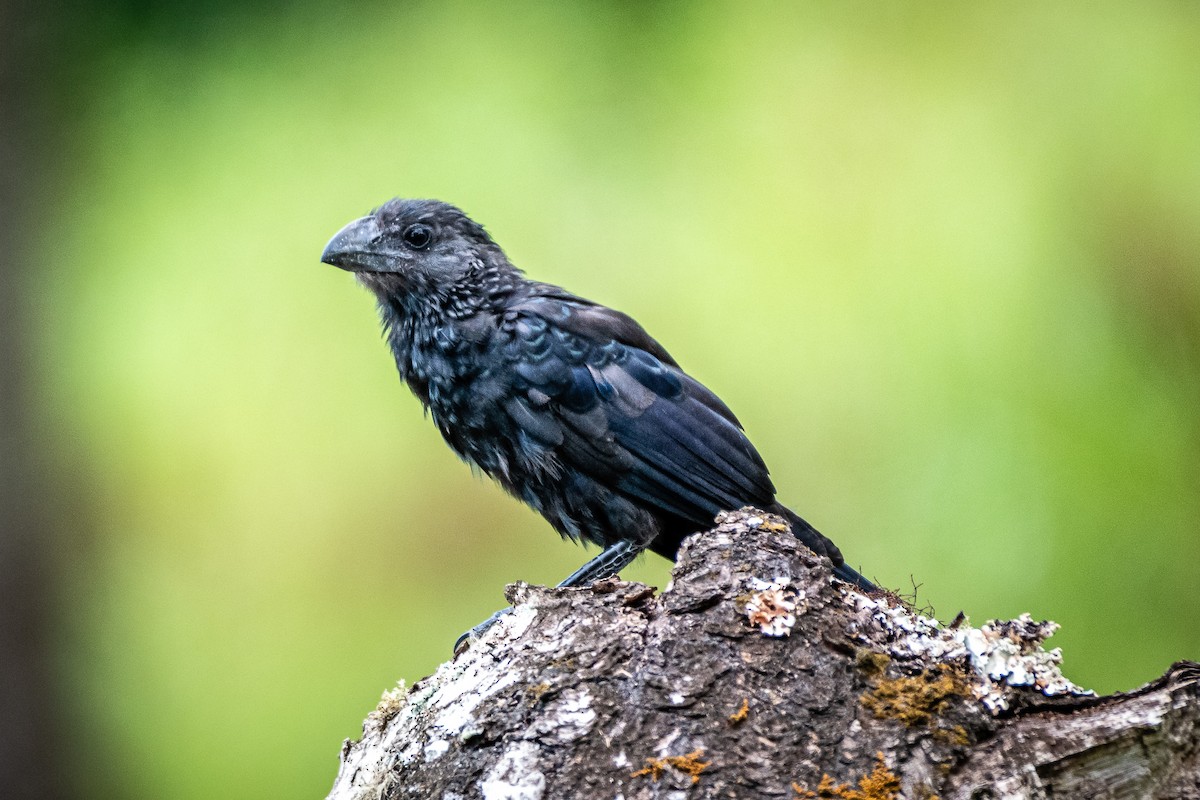 Smooth-billed Ani - Pancho Enriquez