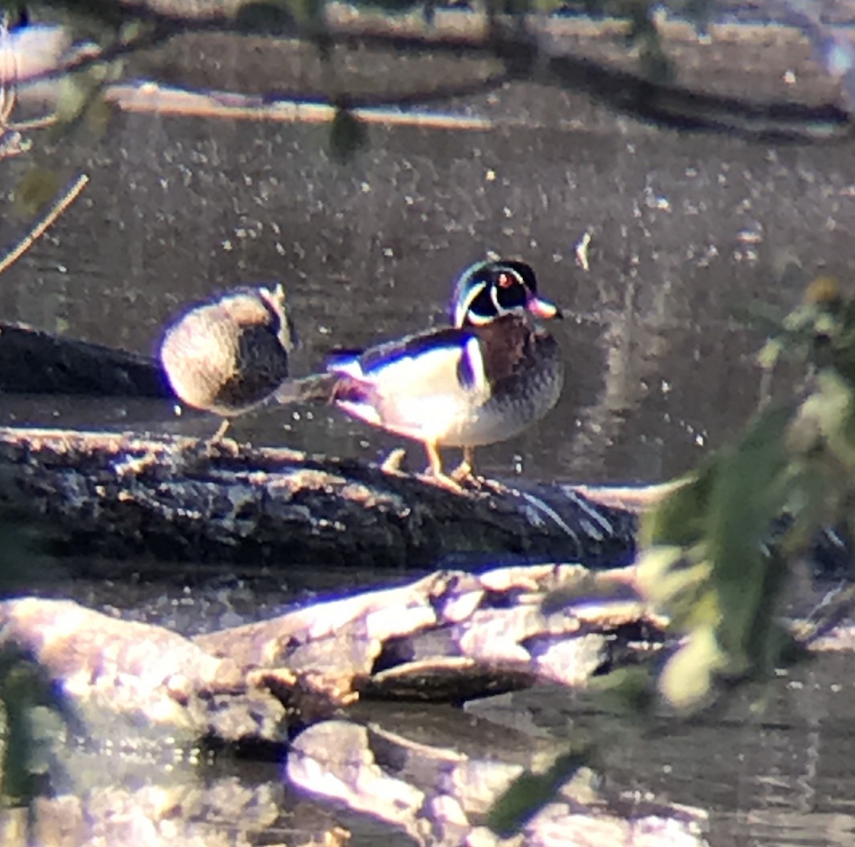 Wood Duck - ML211679311