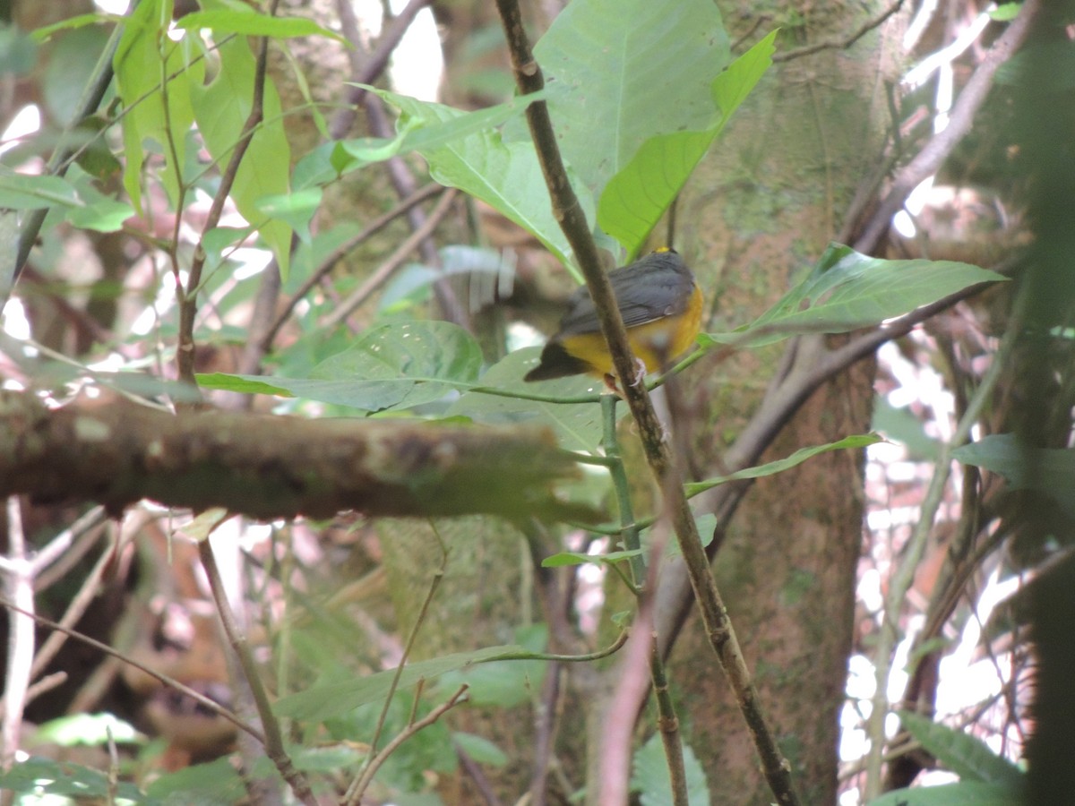 Fan-tailed Warbler - jose  garcia