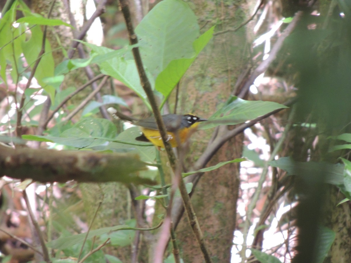 Fan-tailed Warbler - jose  garcia