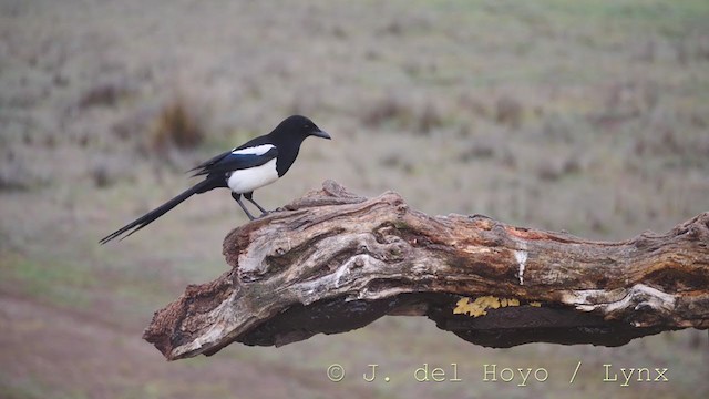 Eurasian Magpie - ML211680911